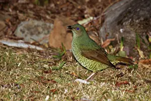 Satin: Satin Bowerbird