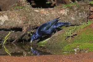Satin: Satin Bowerbird