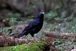 Satin: Satin Bowerbird