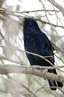Satin: Satin bowerbird
