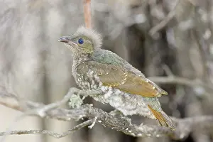Satin: Satin bowerbird