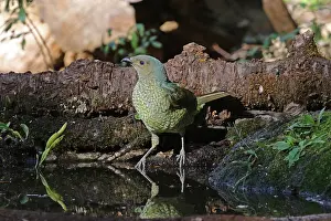 Bowerbird: Satin Bowerbird