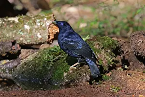 Bowerbird: Satin Bowerbird
