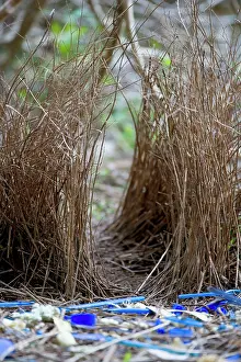 Bowers: Satin Bowerbird - beautiful decorated bower