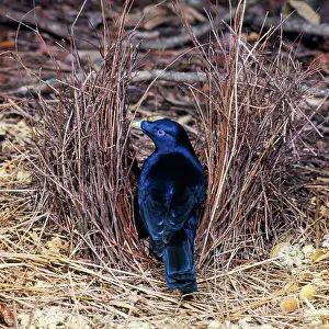 Bowers: SATIN BOWERBIRD - in bower