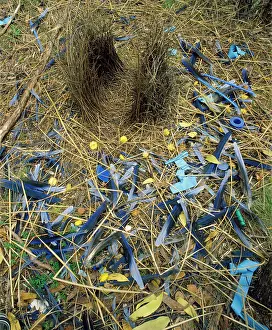 Bowers: SATIN BOWERBIRD - bower