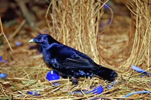 Bowers: Satin Bowerbird at his bower, Australia