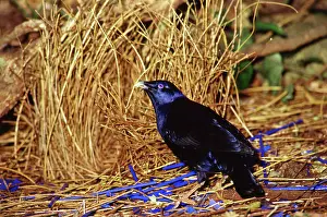 Bowers: Satin bowerbird at his bower, Australia
