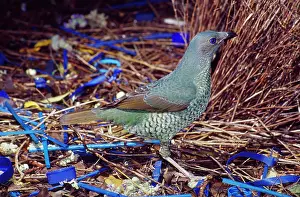 Bowers: Satin Bowerbird - female inspecting male's bower