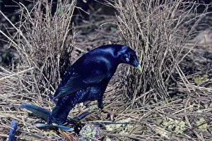Bowers: Satin Bowerbird - Male