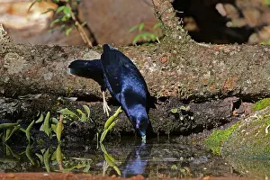 Bowerbird: Satin Bowerbird male