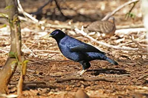 Bowerbird: Satin Bowerbird male