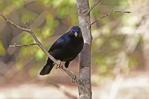 Bowerbird: Satin Bowerbird male