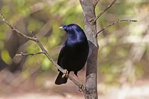 Bowerbird: Satin Bowerbird male