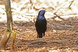 Bowerbird: Satin Bowerbird male