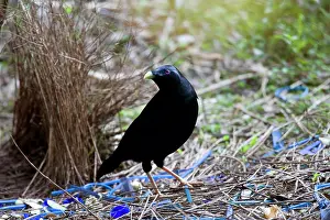 Bowers: Satin Bowerbird - male adult stands in front of