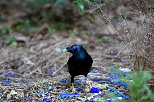 Bowers: Satin Bowerbird - male adult stands in front of