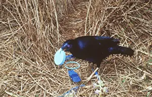 Bowerbird: SATIN BOWERBIRD - Male, With blue object in bill