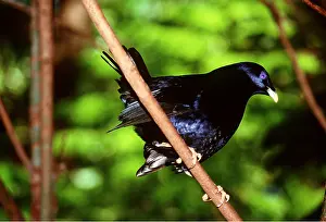 Lekking: Satin BOWERBIRD - male display (rarely seen)
