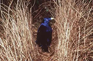 Avenue: Satin BOWERBIRD - male standing in avenue bower