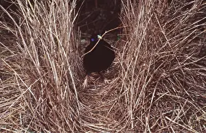 Ready: SATIN BOWERBIRD - male with twig in beak ready to