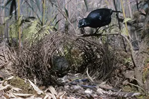 Satin: Satin Bowerbirds