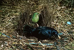 Bowerbird: Satin BOWERBIRDS - male display, with female in bower