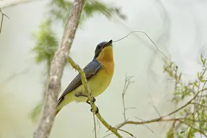 Satin: Satin Flycatcher