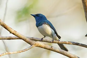 Satin: Satin Flycatcher