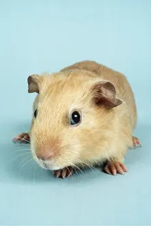 Satin: SATIN GUINEA PIG