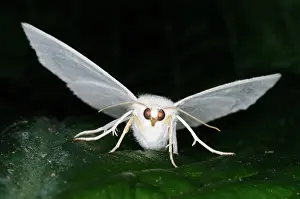 Introduced: Satin Moth