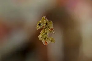 Galaxy: Satomi's Pygmy Seahorse - free-swimming - Night