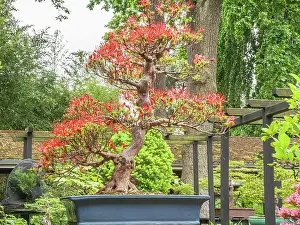 Feature: Satsuki Azalea, Rhododendron indicum var. Kinsai