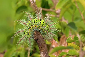 Feature Idea - Animal Camouflage: Saturiid moth caterpillar - defensive display