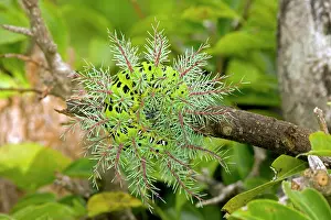 Urticating: Saturiid moth caterpillar - defensive display -