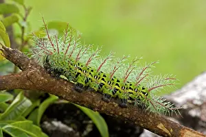 Urticating: Saturiid moth caterpillar - with urticating(stinging)