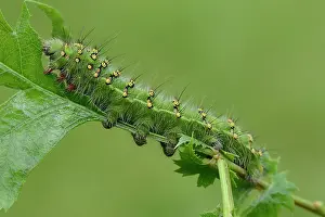 Pavonia: Saturnia pavonia