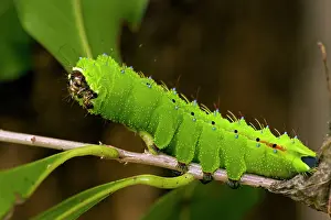 Saturnid: Saturnid moth caterpillar - Tropical dry forest