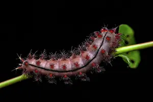 Stems: Saturniid moth (Saturnidae sp) caterpillar on black