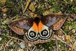 Saturniid: Saturniid Moth, Saturniidae, Cueva de los Guacharos