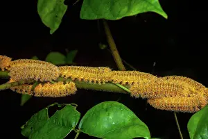 Stems: Saturniid (Saturnidae sp), caterpillars on a stem