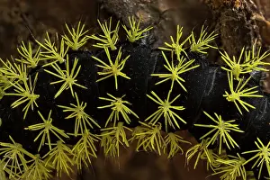 Tangaras: Saturniidae Moth, caterpillar, Las Tangaras Bird