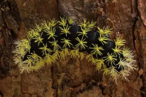 Crescent: Saturniidae Moth, caterpillar, Las Tangaras Bird