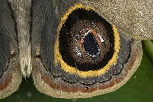 Saturniidae: Saturniidae moth (Leucanella contempta) male, Hemileucinae