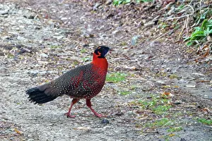 Parc: Satyr tragopan