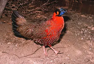 Satyr: Satyr Tragopan - Male