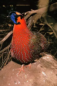 Satyr: Satyr TRAGOPAN - male