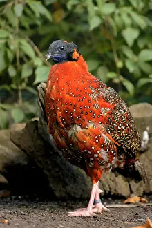 Greece: Satyrtragopan