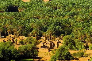 Oasis: Saudi Arabia, Al-Ula date palm trees in