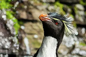 Chrysocome: Saunders Island, Rockhopper penguin (Eudyptes chrysocome)